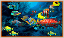 Рыбки Карибского моря